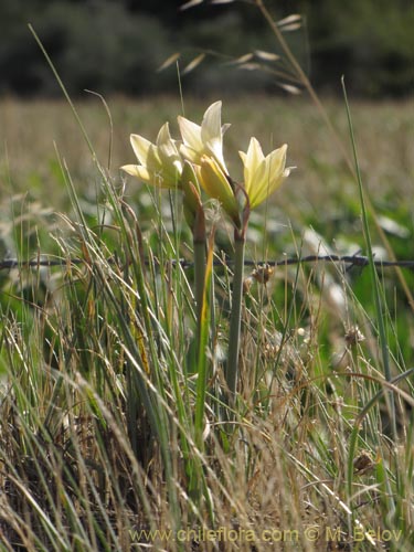 Bild von Rhodophiala bakeri (). Klicken Sie, um den Ausschnitt zu vergrössern.