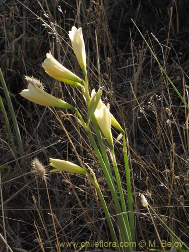 Bild von Rhodophiala bakeri (). Klicken Sie, um den Ausschnitt zu vergrössern.