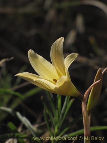 Bild von Rhodophiala bakeri (). Klicken Sie, um den Ausschnitt zu vergrössern.