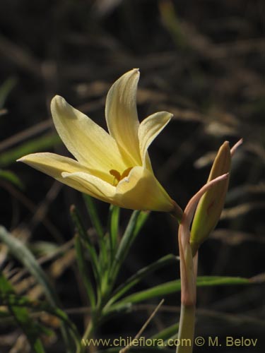 Rhodophiala bakeri的照片