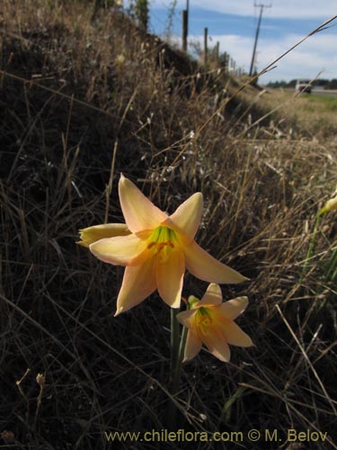 Rhodophiala bakeriの写真