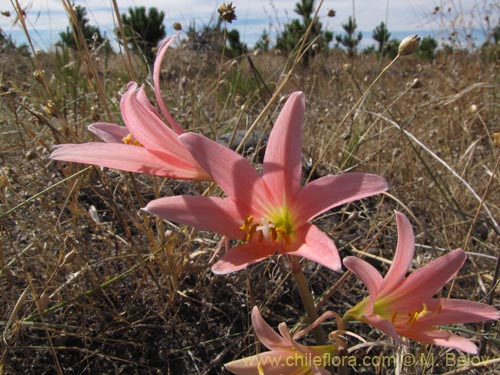 Image of Rhodophiala bakeri (). Click to enlarge parts of image.