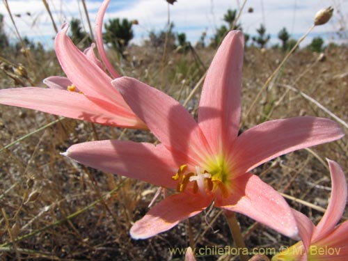 Rhodophiala bakeri의 사진