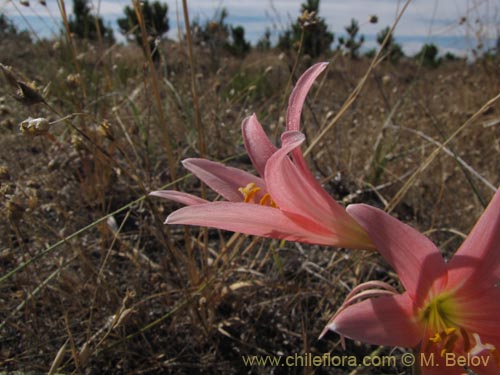 Фотография Rhodophiala bakeri (). Щелкните, чтобы увеличить вырез.