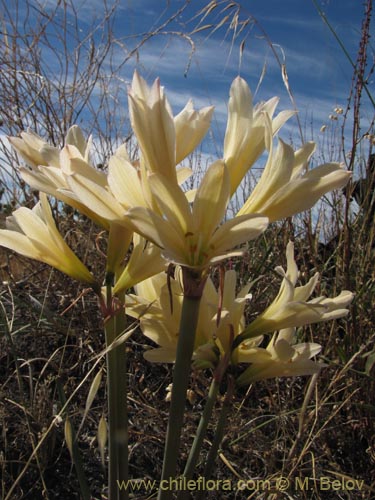 Rhodophiala bakeri의 사진