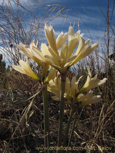 Bild von Rhodophiala bakeri (). Klicken Sie, um den Ausschnitt zu vergrössern.