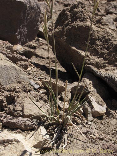 Image of Poaceae sp. #2133 (). Click to enlarge parts of image.