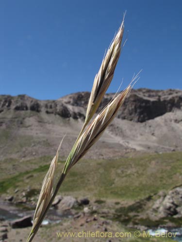 Imágen de Poaceae sp. #2133 (). Haga un clic para aumentar parte de imágen.