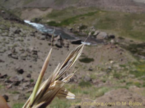 Imágen de Poaceae sp. #2133 (). Haga un clic para aumentar parte de imágen.