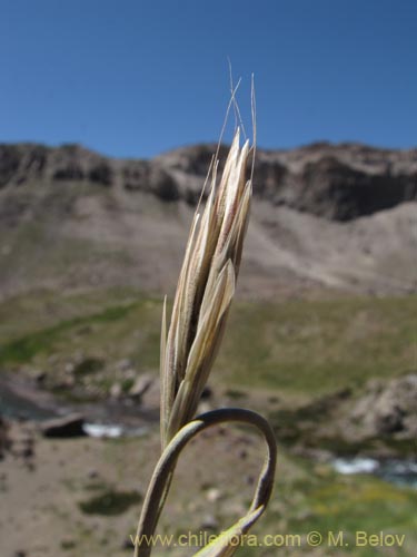 Poaceae sp. #2133の写真