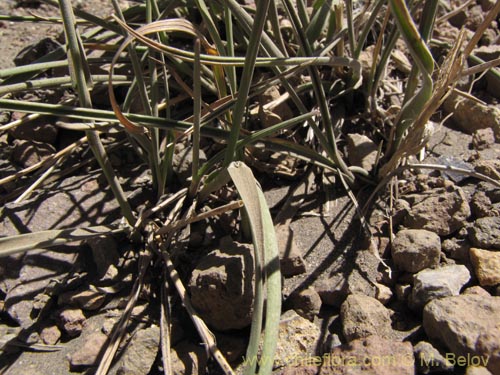 Poaceae sp. #2133の写真