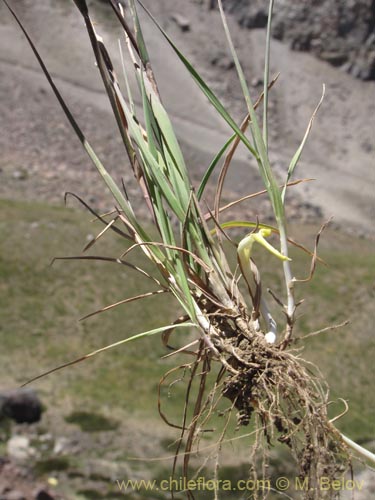 Imágen de Poaceae sp. #2132 (). Haga un clic para aumentar parte de imágen.