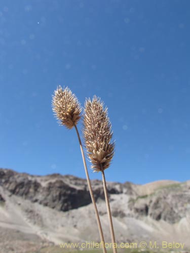 Imágen de Poaceae sp. #2132 (). Haga un clic para aumentar parte de imágen.