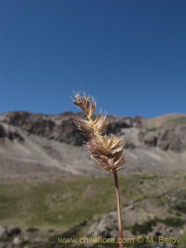 Imágen de Poaceae sp. #2132 (). Haga un clic para aumentar parte de imágen.