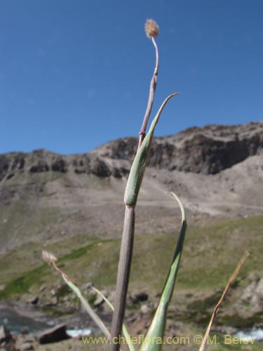 Bild von Poaceae sp. #2132 (). Klicken Sie, um den Ausschnitt zu vergrössern.