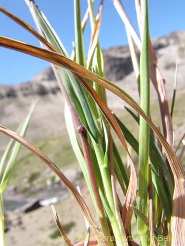 Poaceae sp. #2132の写真