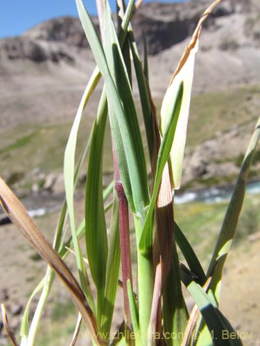 Imágen de Poaceae sp. #2132 (). Haga un clic para aumentar parte de imágen.