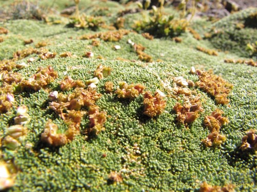 Azorella madreporica的照片