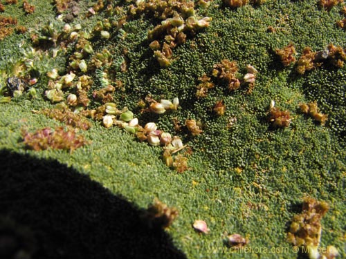 Image of Azorella madreporica (). Click to enlarge parts of image.