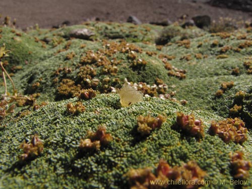 Image of Azorella madreporica (). Click to enlarge parts of image.