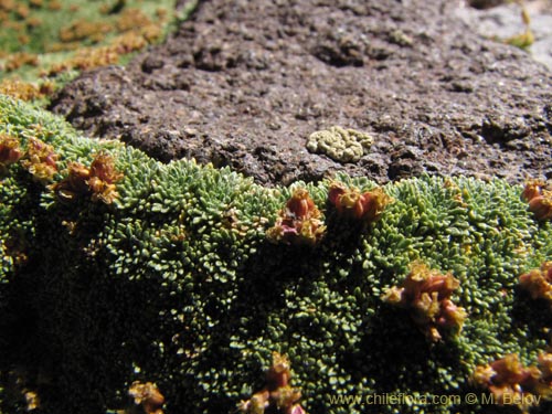 Bild von Azorella madreporica (). Klicken Sie, um den Ausschnitt zu vergrössern.