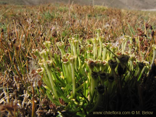 Imágen de Colobanthus quitensis (). Haga un clic para aumentar parte de imágen.