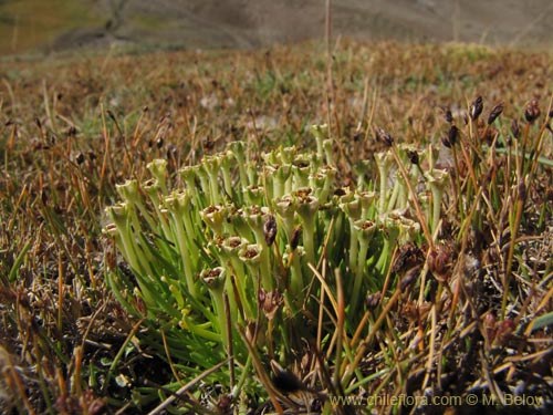 Фотография Colobanthus quitensis (). Щелкните, чтобы увеличить вырез.