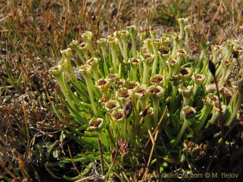 Image of Colobanthus quitensis (). Click to enlarge parts of image.