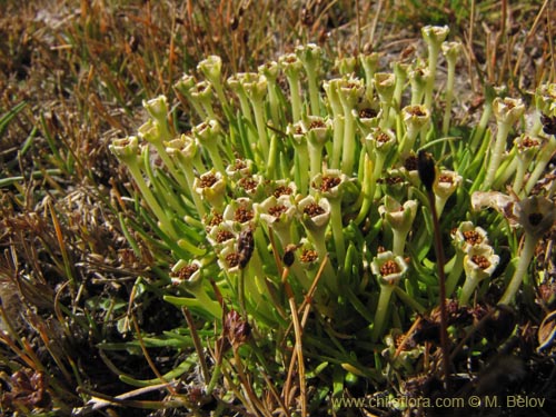 Image of Colobanthus quitensis (). Click to enlarge parts of image.