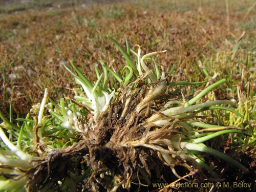 Image of Colobanthus quitensis (). Click to enlarge parts of image.