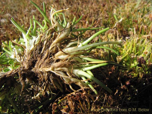 Фотография Colobanthus quitensis (). Щелкните, чтобы увеличить вырез.