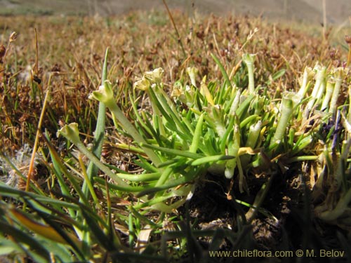 Colobanthus Quitensis