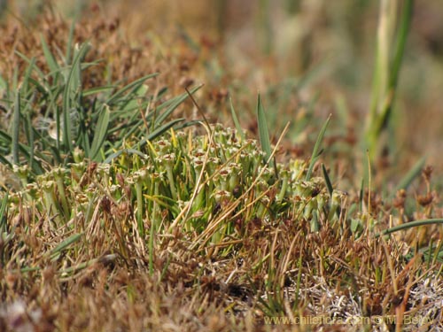 Фотография Colobanthus quitensis (). Щелкните, чтобы увеличить вырез.