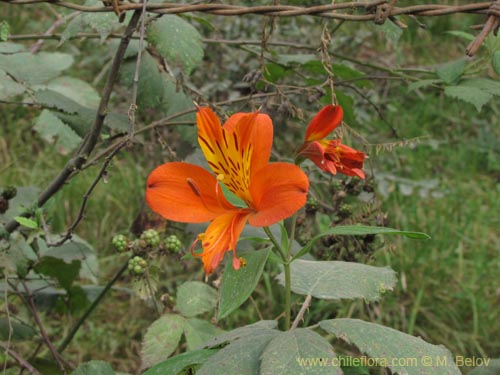 Alstroemeria aurea的照片