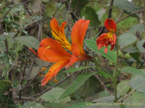 Alstroemeria aurea的照片