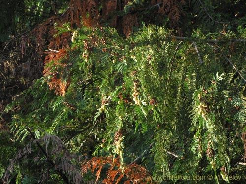 Bild von Chamaecyparis sp. #2166 (). Klicken Sie, um den Ausschnitt zu vergrössern.