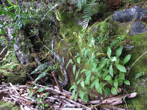 Image of Lysimachia sertulata (Melilukul). Click to enlarge parts of image.