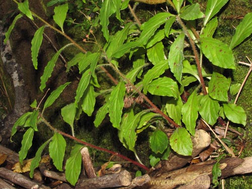 Lysimachia sertulata의 사진