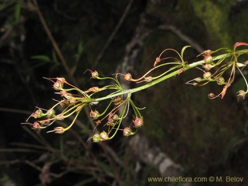 Фотография Lysimachia sertulata (Melilukul). Щелкните, чтобы увеличить вырез.