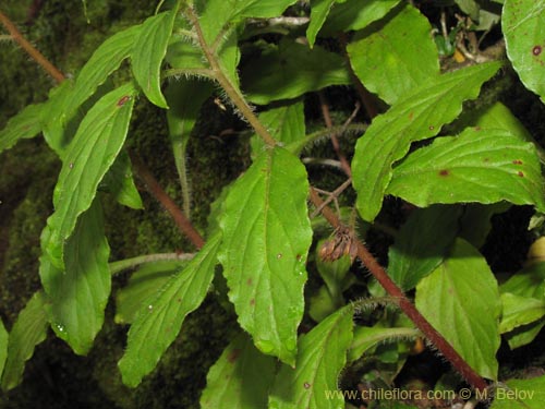 Image of Lysimachia sertulata (Melilukul). Click to enlarge parts of image.