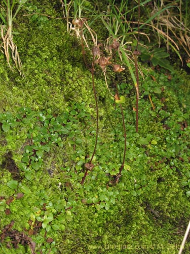 Bild von Calceolaria tenella (). Klicken Sie, um den Ausschnitt zu vergrössern.