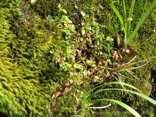 Image of Calceolaria tenella (). Click to enlarge parts of image.