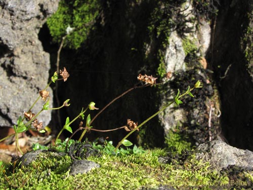 Imágen de Calceolaria tenella (). Haga un clic para aumentar parte de imágen.