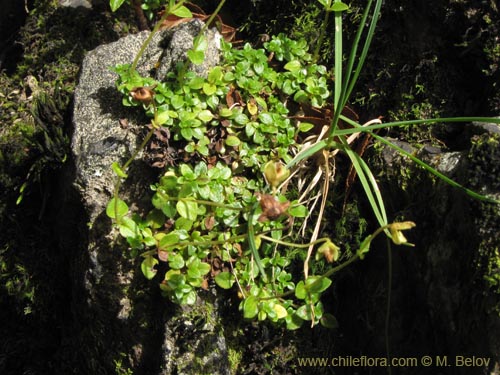 Bild von Calceolaria tenella (). Klicken Sie, um den Ausschnitt zu vergrössern.