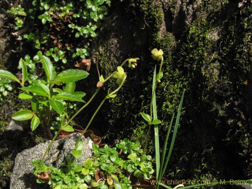 Imágen de Calceolaria tenella (). Haga un clic para aumentar parte de imágen.