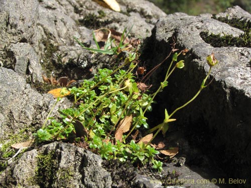 Фотография Calceolaria tenella (). Щелкните, чтобы увеличить вырез.