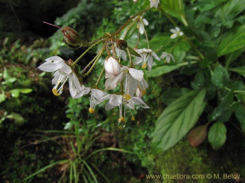 Bild von Lysimachia sertulata (Melilukul). Klicken Sie, um den Ausschnitt zu vergrössern.