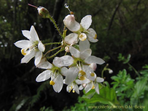 Фотография Lysimachia sertulata (Melilukul). Щелкните, чтобы увеличить вырез.