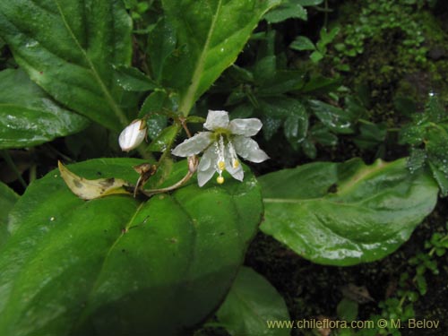 Bild von Lysimachia sertulata (Melilukul). Klicken Sie, um den Ausschnitt zu vergrössern.