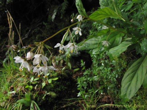 Imágen de Lysimachia sertulata (Melilukul). Haga un clic para aumentar parte de imágen.